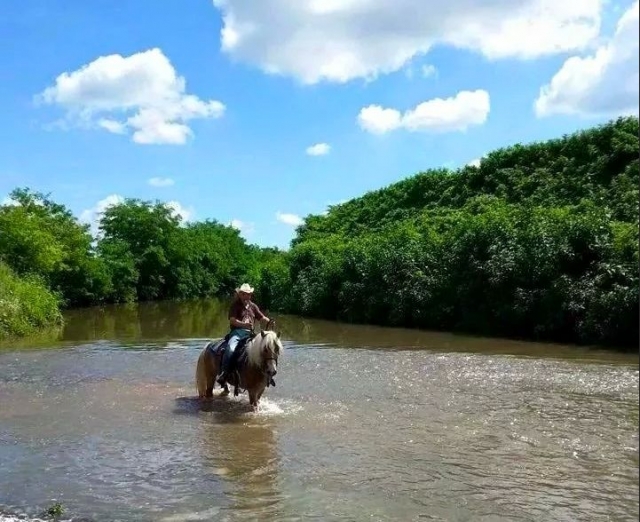  Caballo de la casa de campo